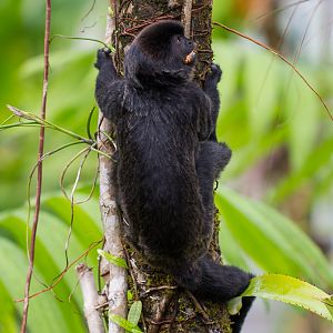 Goeldi's marmoset - Callimico goeldii