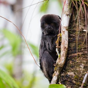 Goeldi's marmoset - Callimico goeldii