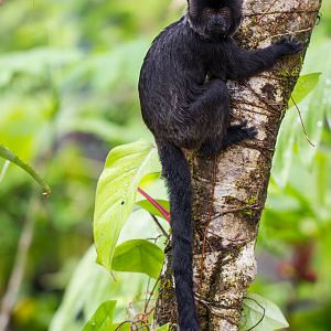 Goeldi's marmoset - Callimico goeldii