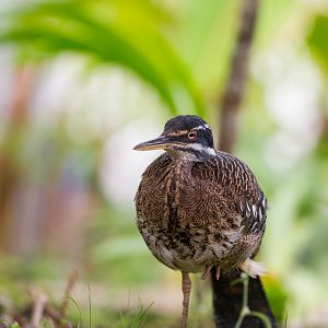 Sunbittern - Eurypyga helias