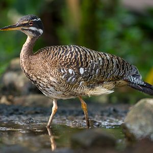 Sunbittern - Eurypyga helias