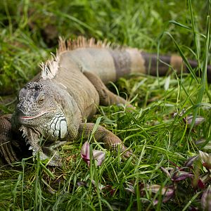 Green iguana - Iguana iguana