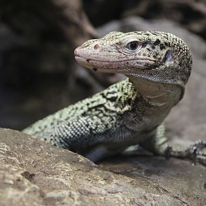 Quince Monitor (Varanus melinus)