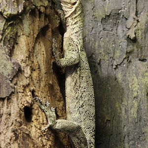 Quince Monitor (Varanus melinus)