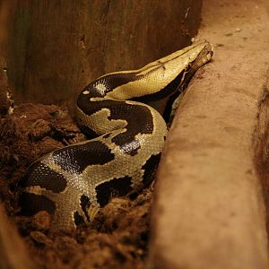 Borneo Python (Python breitensteini)