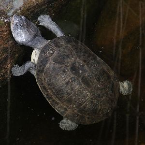Zulia Toadheaded Sideneck Turtle (Phrynops zulia / Mesoclemmys zuliae)