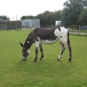 American Mammoth Donkey