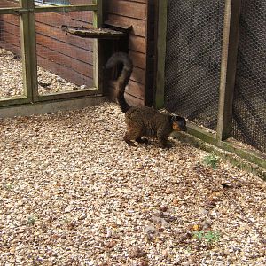 Collared Lemur