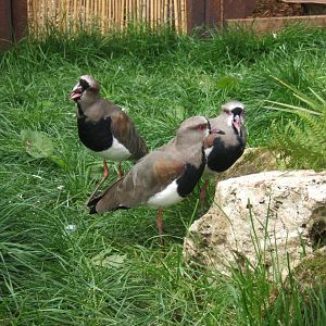 Chilean Lapwings