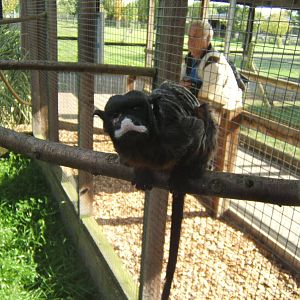White-lipped Tamarin