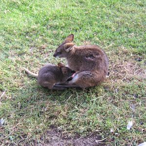 Parma Wallaby