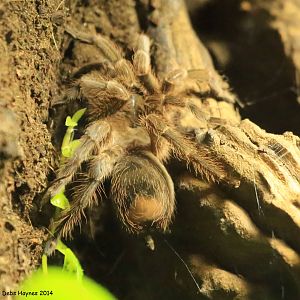 Monserrat Tarantula