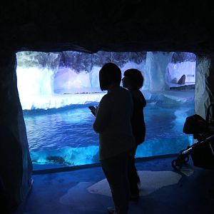 View of Penguin enclosure