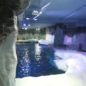 View of Penguin enclosure