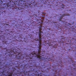 Banded Garden Eel