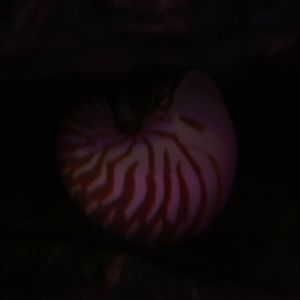Nautilis