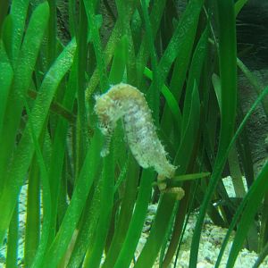 Seahorse (Hippocampus erectus)