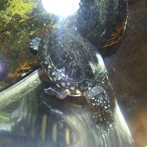 Indian Spotted Turtle