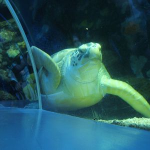 Green Sea Turtle
