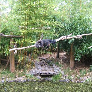 Binturong over water