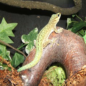 Abbots Day Gecko