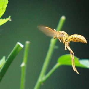 Yellow Oriental Paper Wasp