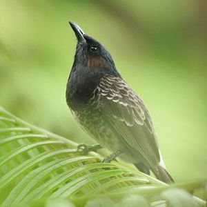 Red-vented Bulbul