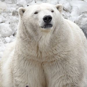 Female polar bear