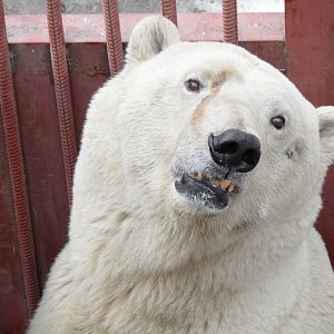 Polar bear portrait 2