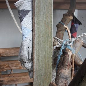 Interior of Chipmunk exhibit, 23rd September 2014