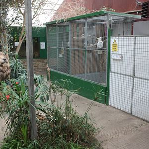View of indoor area showing aviaries for Blue-fronted Amazons and Greater S