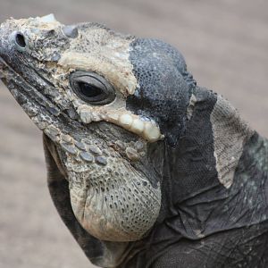 Rhinoceros Iguana, 23rd September 2014