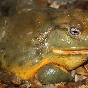 African Bullfrog, 23rd September 2014