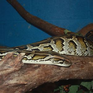Burmese Python, 23rd September 2014