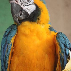 Blue and Yellow Macaw, 23rd September 2014