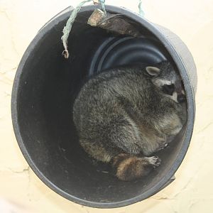 Raccoon, 23rd September 2014