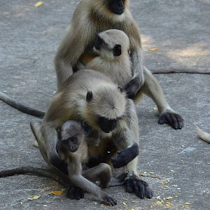 South Plains Hanuman Langur