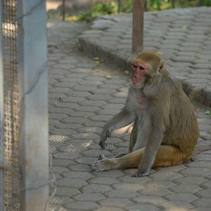 Rhesus Macaque