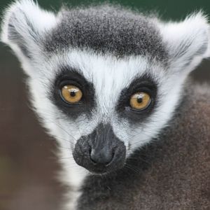 Ring-tailed Lemur, 23rd September 2014
