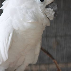 Umbrella Cockatoo, 23rd September 2014