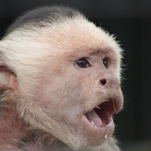 White-throated Capuchin, 23rd September 2014