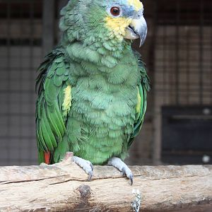 Orange-winged Amazon, 23rd September 2014