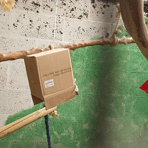 Parrot enrichment, 23rd September 2014