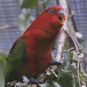 Yellow-backed chattering lory
