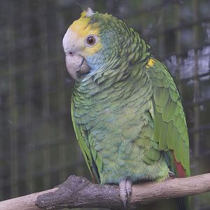 Yellow-shouldered amazon