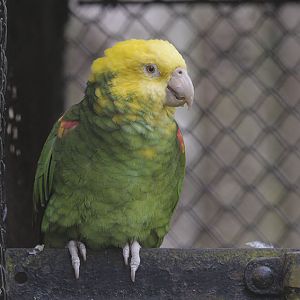 Double yellow-headed amazon