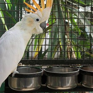 Citron-crested Cockatoo, 23rd September 2014