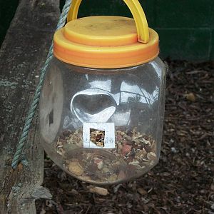 Ring-tailed Lemur enrichment, 23rd September 2014