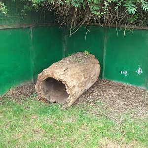 Goat enrichment, 23rd September 2014