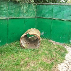 Goat enrichment, 23rd September 2014